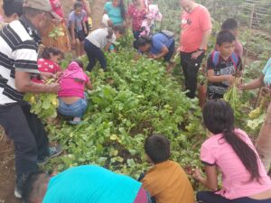 RECOGIDA RABANOS. ADIC TACUBA