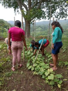 HUERTO COMUNITARIO. TACUBA